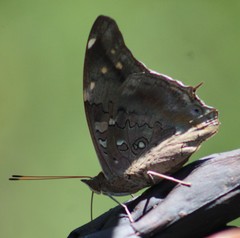 Historis acheronta