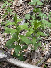 Hybanthus concolor