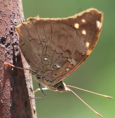 Historis acheronta