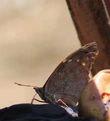 Historis acheronta