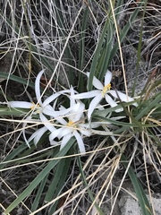 Leucocrinum montanum