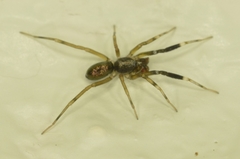 Phrurolithidae