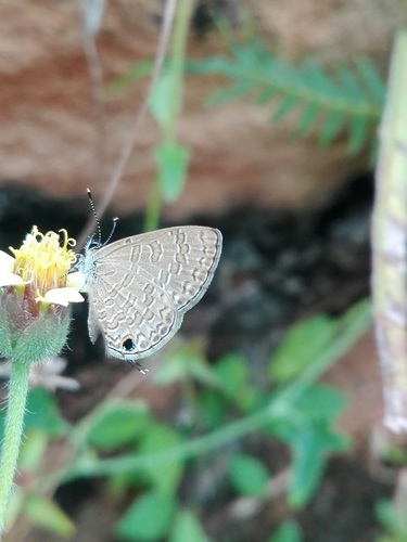Common Line Blue photo 4