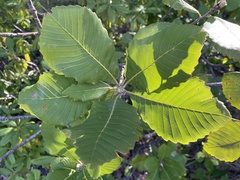 Quercus sadleriana