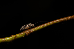 Psocinae