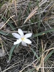 Leucocrinum montanum