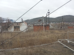 Phragmites australis