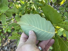 Quercus sadleriana