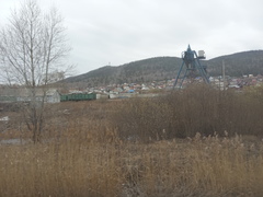 Phragmites australis