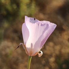 Calochortus splendens
