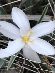 Leucocrinum montanum