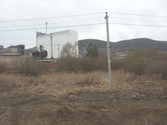 Phragmites australis