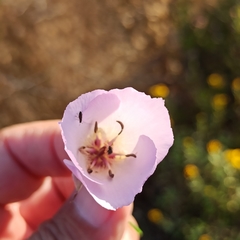 Calochortus splendens