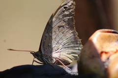 Historis acheronta