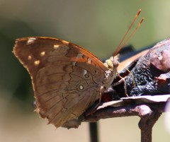 Historis acheronta