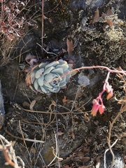 Echeveria colorata