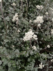 Helichrysum petiolare