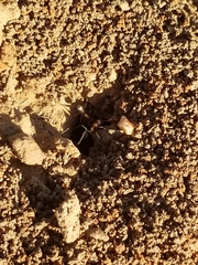 Formica xerophila