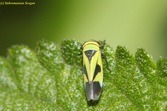 Nephotettix nigropictus