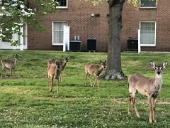 Odocoileus virginianus