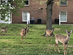 Odocoileus virginianus