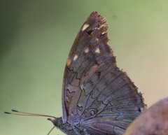 Historis acheronta