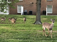 Odocoileus virginianus