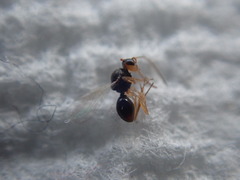 Synergini