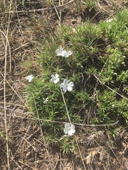 Phlox missoulensis