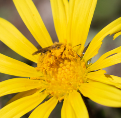 Lasioglossum titusi