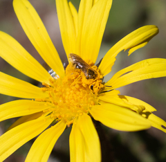 Lasioglossum titusi