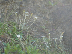 Celmisia major major