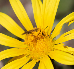 Lasioglossum titusi