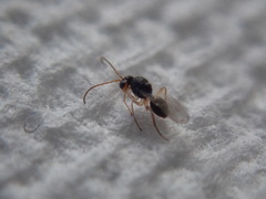 Synergini