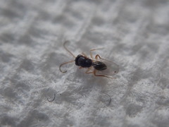 Synergini