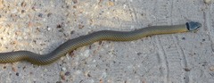 Elapognathus coronatus