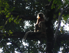Trachypithecus geei
