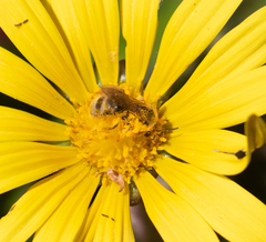 Lasioglossum titusi