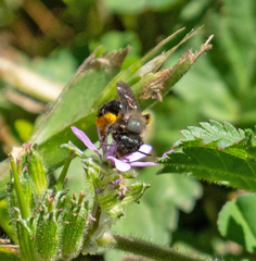 Andrena nigrocaerulea