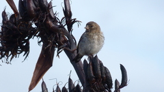 Carduelis carduelis britannica