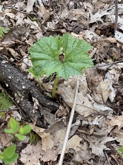 Arnoglossum reniforme