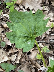 Arnoglossum reniforme