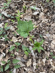 Arnoglossum reniforme