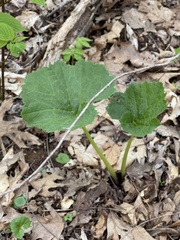 Arnoglossum reniforme