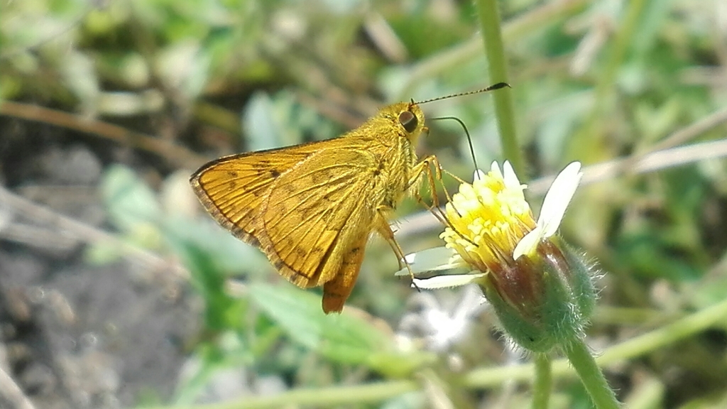 Dark Palm-Dart