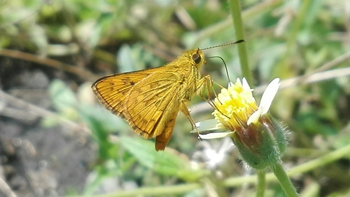 Dark Palm-Dart