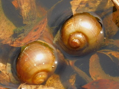 Pomacea paludosa