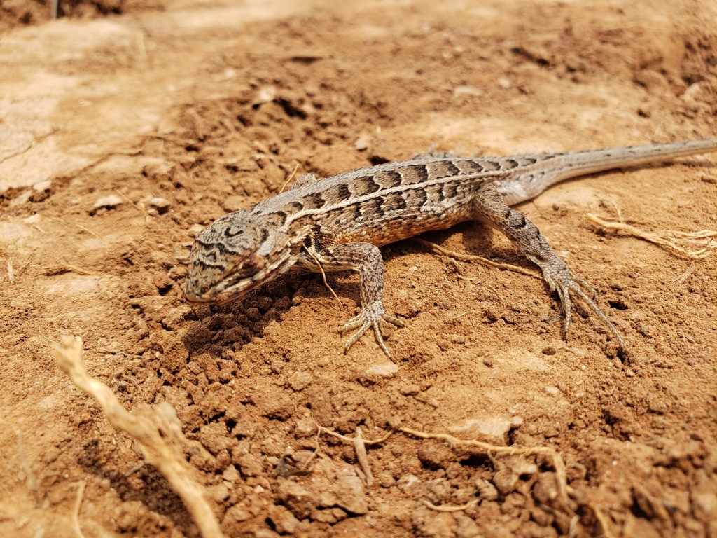 San Gabriel Bunchgrass Lizard