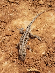 Sceloporus dixoni