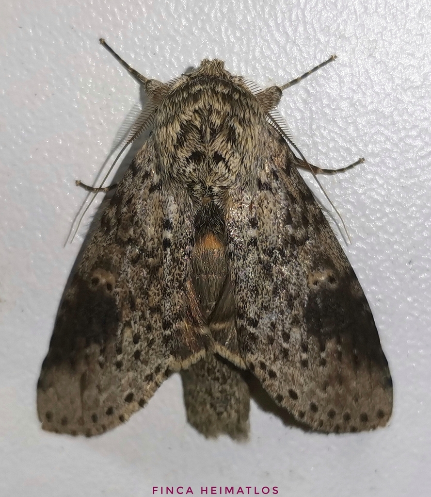 Malocampa ziliante